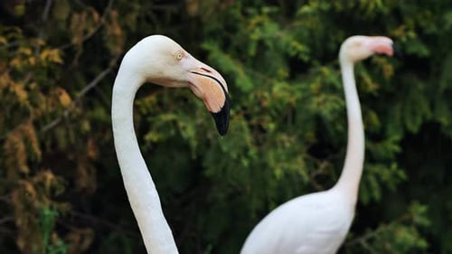 Nahaufnahme eines Großflamingos, der in einem Zoo seinen Hals beugt, mit einem anderen Flamingo im Hintergrund und
