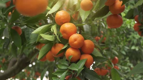 Tangerine garden with ripe tangerine s on the branches on a sunny spring day.