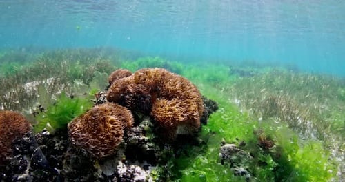 Tropical Sea with Aquatic Sea Life Underwater in Sunny Day Slow Motion