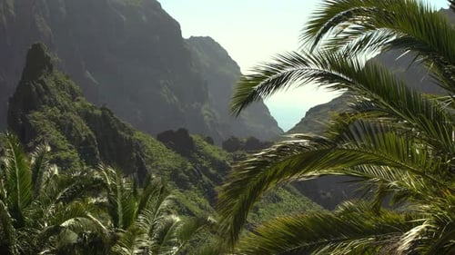 Palm Trees, Mountains, Hills and Lush Jungle Forest on a Sunny Day with Clear Sky. Idyllic Beautifu