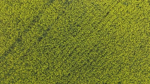 Blooming yellow field with rapeseed