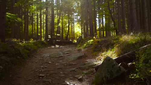 Still shot of a pathway in the middle of a bright green forest