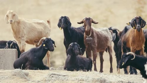 Goats Grazing Peacefully in a Rural Setting
