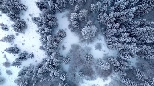 Aerial Topdown Slight Rotation of Snowcovered Coniferous Forest Ascending Over White Winter Trees