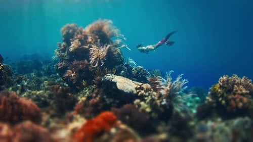 Woman Freediver Swims Underwater and Explores the Vivid Coral Reef in the Komodo National Park in