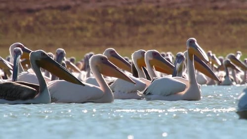 Great white pelican floating in the lake