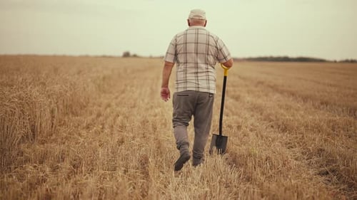 Senior Man Farmer with Shovel in Hand Walks Down Wheat Field on Farmland Back Low Angle View Farm