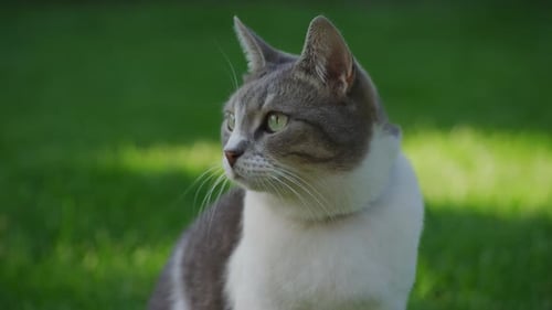 Close Up Portrait of a Domestic Cat Looking Around Sitting on Green Grass Lawn in the Garden
