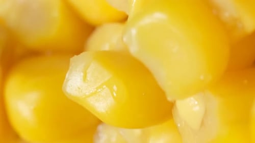 Corn Seeds Rotate in a Circle Macro Video Vertical Video