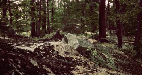 Exploring a Tranquil Forest Landscape with Rocky Elements and Greenery