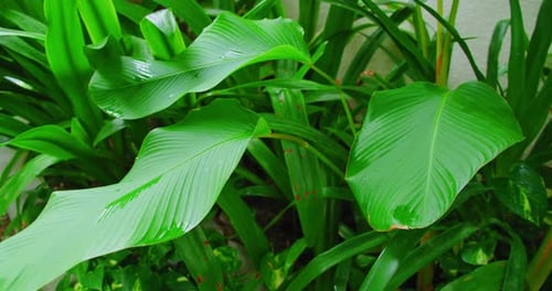 Tropical juicy green plant leaves swaying in the wind with sun light in summer day background, slow
