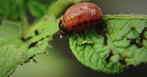 Bunter Käfer auf Blatt mit