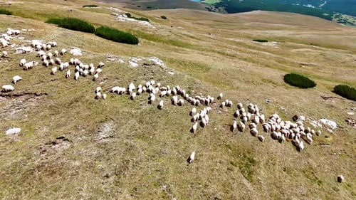 Large flock of sheep come to the edge of the rock.