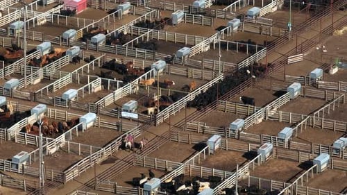 Angus beef cattle at stockyard. Cowboy ranchers corral animals. Aerial view of slaughterhouse market