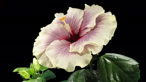 Hibiscus Flower Blooming Time Lapse on Black Background