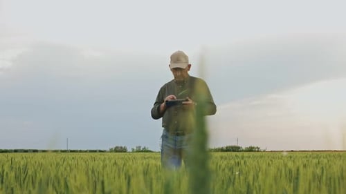 Senior farmer standing in wheat field holding tablet and examining crop during the day.