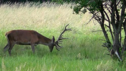 Hirschbock weidet auf einer Wiese und verlässt Zeitlupe