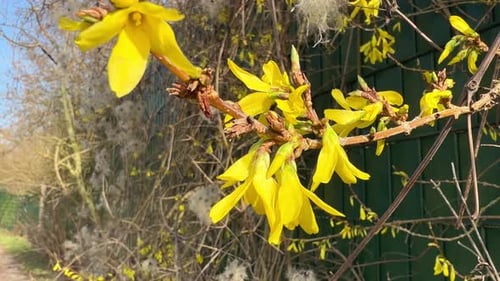 Branche de forsythia fleurissant avec des fleurs jaunes éclatantes au printemps