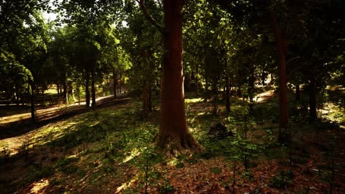 Sunlight Streaming Through Trees in a Picturesque Forest