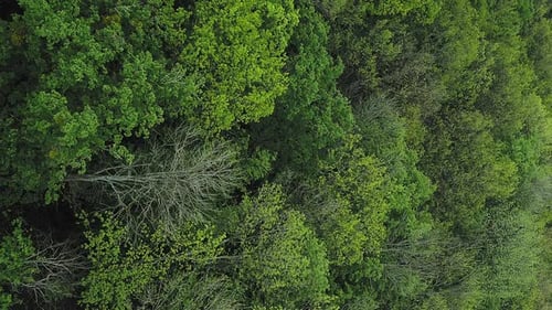 Vertical Forest Background Woods Green Tree Crowns