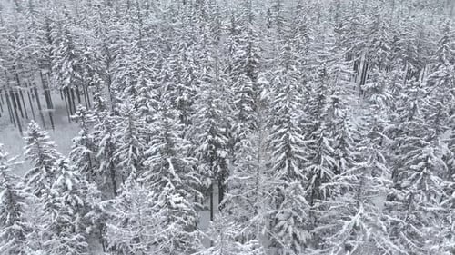 Aerial view overlooking a snow covered trees and snowy forest, on a dark, cloudy, winter day - Tilt