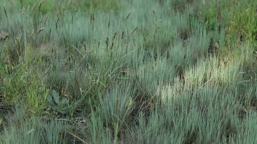 Closeup of Green Short Grass in Forest in the Evening Sunlight Ray on the Grass Slow Motion