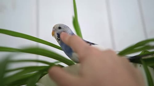 Hand Affectionately Strokes a Blue Budgerigar