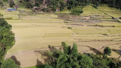 Scenery Of Rice Fields In Annapurna Circuit Surrounded With Forest In Nepal. aerial