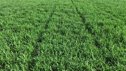 Drone flying through natural green field