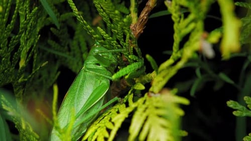 A Grasshopper Resting On Green Leaves - Closeup Shot