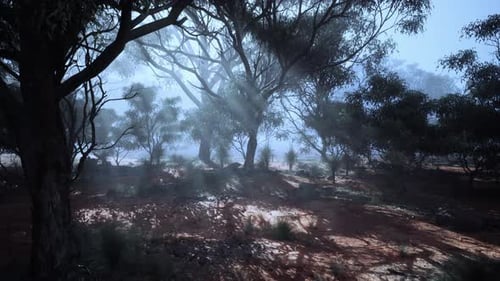 Sunlight Filtering Through Foggy Trees in a Mystical Forest