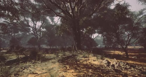 Exploring a Serene Woodland with Towering Trees and Vibrant Foliage