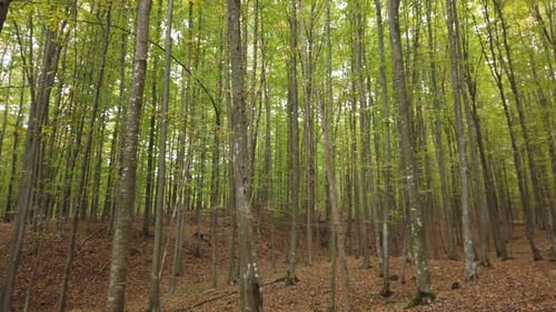Beautiful autumn forest walk, rural scene on fall season. Walking on a beautiful day in nature.