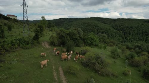 Vue aérienne des vaches au pâturage