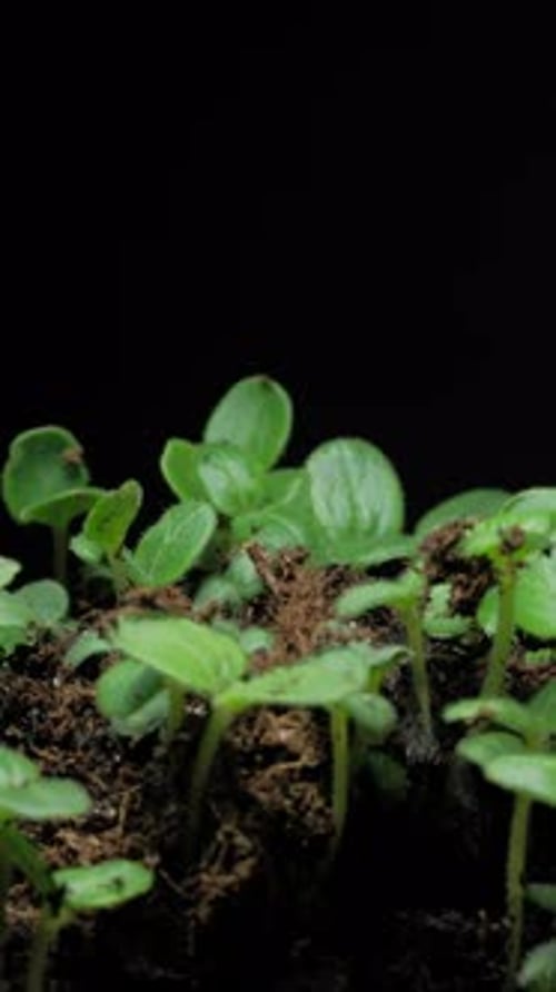 Seedlings Sprout and Grow in a Time Lapse