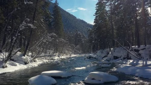 Beautiful snow scene forest in winter. Flying over of river and pine trees covered with snow.