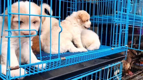 White puppies for sale being check by an anonymous buyer.