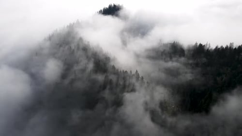 Foggy Smoky Forest