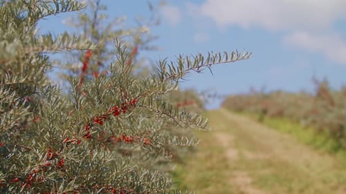 Des baies d'argousier biologique orange poussant sur un arbre en gros plan avec une faible profondeur de champ sont prêtes
