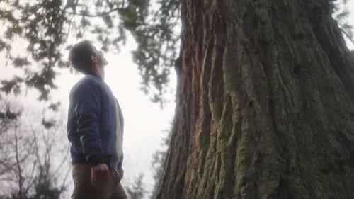Hombre mirando un árbol