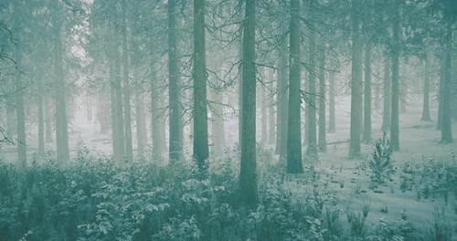 Winter Landscape with Snow Covered Trees in a Serene Forest Setting