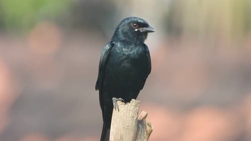 Black Drongo waiting for hunt .