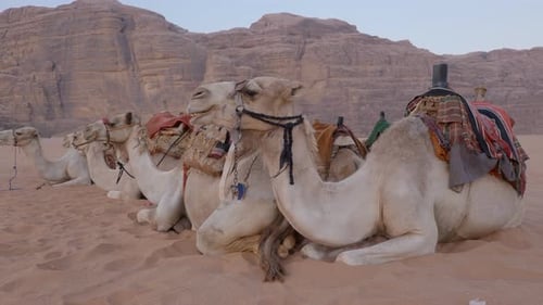 Camel Desert