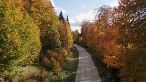 Journey In Autumn