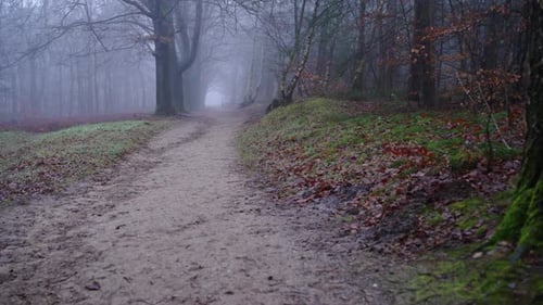 Walking on mysterious pathway in forest enshrouded with fog, pan up spooky thrilling concept