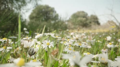 a field of white chamomile flowers, behind trees and a clear sky. Dolly slider extreme close-up.