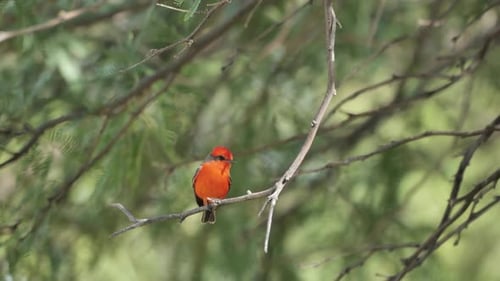 Flycatcher