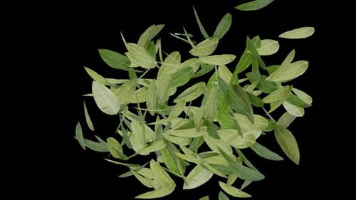 Green Leaves Falling Organic Transition Reveal
