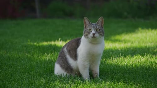 Cat Sitting on Green Grass
