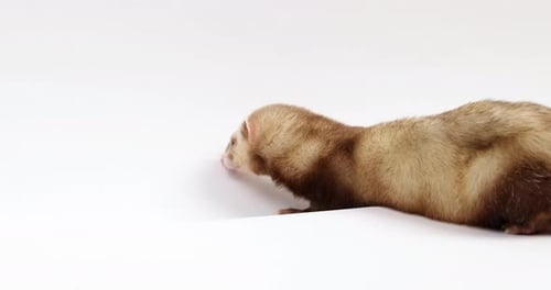 Ferret explores edge of white background - isolated on white - side profile